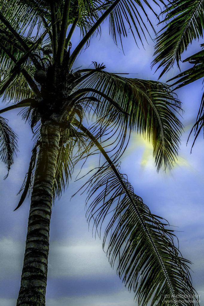 Palm tree
