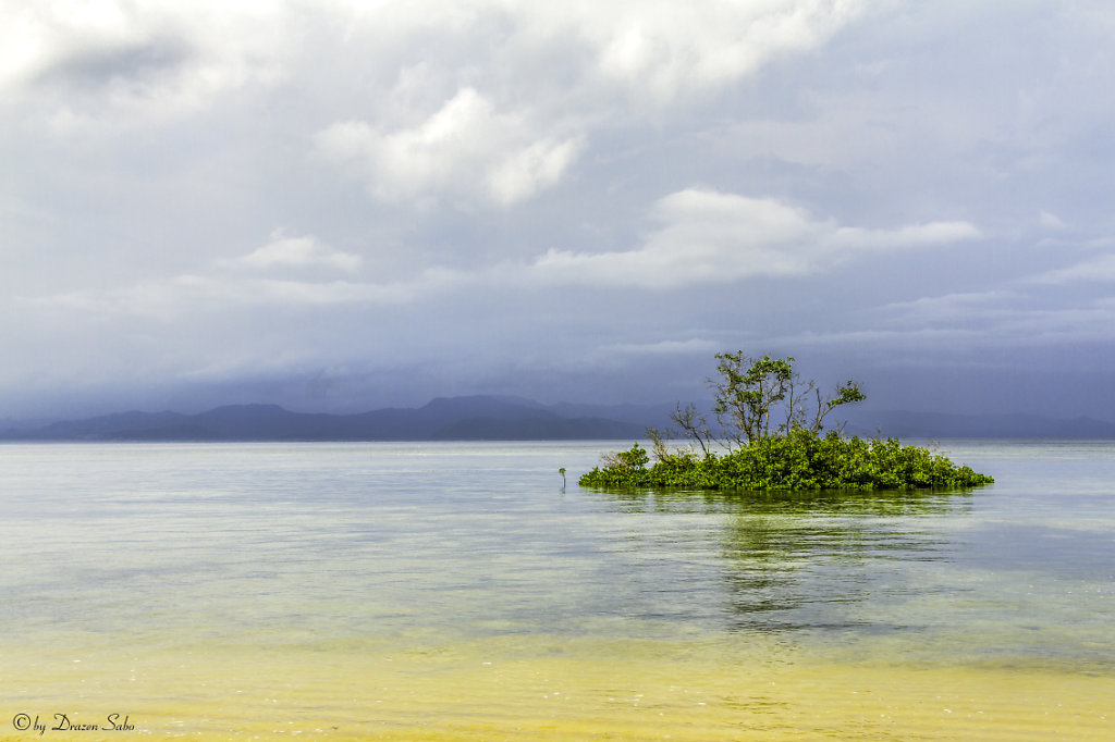 lonely mangrove tree