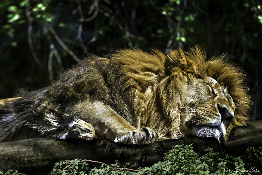 sleeping lion